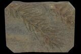 Fossil Pennsylvanian Horsetail (Asterophyllites) - France #114630-1